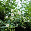 Semená nočného jazmínu Nyctanthes arbor-tristis Nočný jazmínový strom veľkosť topánok tety Klotky 1 ks