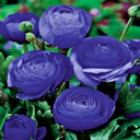 Ranunculus Blue Ranunculus Blue 5 шт рассада