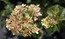 Hortensja Vanille Fraise 70-80cm Najpiękniejsza Roślina w postaci sadzonka w pojemniku 0,5-1l