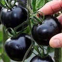Blackball Ground Tomato, плодородные семена овощей