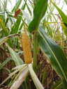 Семена кукурузы Космал ФАО 260 на силос