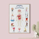 Vzdelávací plagát anatómia človeka pre dieťa formát A2 Značka inna marka