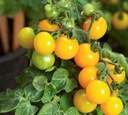 Микс наборов для выращивания семян томатов черри.