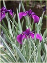 IRIS ENSATA VARIEGATA бело-зеленый лист идеально подходит для кромки пруда или пруда.