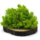 Крабовый мох Светло-Зеленый 500г