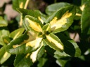 Euonymus fortunei 'Sunspot' | Trzmielina Fortune'a Wysokość sadzonki 10-15 cm