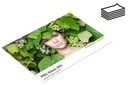 Фотобумага Fomei Pro Gloss 265гсм 10х15