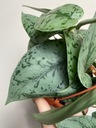 Scindapsus Silver Lady |SADZONKA CIĘTA Nazwa rośliny inny