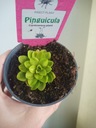 Pinguicula Сипуха, росянка, насекомоядные, плотоядные, поедающие мух.