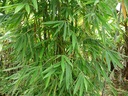 Bambusové semená Dendrocalamus strictu Bambus železný Rastliny na živý plot Odroda Dendrocalamus strictu - Bambus prosty, Bambus żelazny