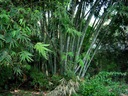 Bambusové semená Dendrocalamus strictu Bambus železný Rastliny na živý plot Značka Inspiruj