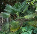 Mrazuvzdorná palma Wagnerov drhnutie do - 24 C vo vašej záhrade semená Odroda Palma Mrozoodporna Szorstkowiec Wagnera (Trachycarpus Wagnerianus)