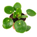 Pilea peperomioides - roślina PIENIĄŻEK rozmiar S, idealna do domu