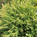 THUJA MR BOWLING BALL ПОсев THUJA THRUB BALL