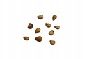 Семена клубники круглый год, крупные плоды клубники для рассады в горшках.