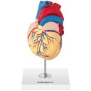 3D анатомическая модель человеческого сердца