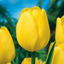 Tulipán Darwina Novi Sun 5 ks Tulipány cibuľky tulipánov cibule