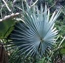 Exotické semená Palmy pre záhradu Palma Morissa Leucothrinax morrisii Odroda Leucothrinax morrisii - Palma Morrisa