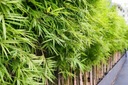 Bambusové semená Dendrocalamus strictu Bambus železný Rastliny na živý plot Hmotnosť (s balením) 0.1 kg