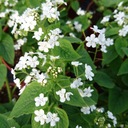 Brunera veľkolistá BETTY BOWRING Brunnera Biele kvety Sadenice 1L Číslo pasu (oddiel C) 10955/1/20