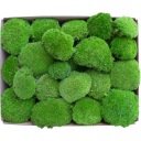 Mech Poduszkowy PREMIUM Medium Green Karton 300g