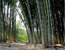 Bambusové semená Dendrocalamus strictu Bambus železný Rastliny na živý plot Cyklus vývoja rastlín viacročné