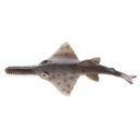 Модель рыбы-пилы