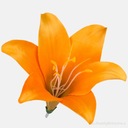 12 X LILY БОЛЬШАЯ ГОЛОВКА оранжевый/зеленый 12 шт.
