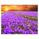 Плакаты 50х40 Море крокусов