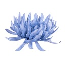 Хризантема КРАБ синяя головка изделия