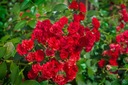 Krycia ruža MINIATÚRNA ČERVENÁ krásny koberec z kvetov SADENICE Farba kvetu červená