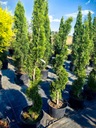 TUJA SMARAGD - Thuja Occidentalis - Tuja západná - Strihaná špirála Rastlinná forma sadenica v nádobe 2-3l