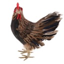2x Uroczy kurczak Kura Realistyczny kurczak z EAN (GTIN) 0789162297946