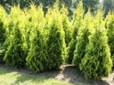 THUA AURESCENS THUJA WESTERN TRUTH RARITY P9