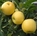 Яблоня GOLDEN DELICIOUS, плоды сочные, хрустящие.