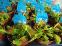 Dionaea Muscipula Насекомоядное растение Мухоловка Росянка Венерина мухоловка