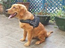 Silný postroj pro psa XXL 90-120cm Senior Dog černý Veľkosť XXL