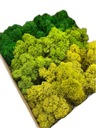Reindeer Moss MIX 3 цвета Оттенки зеленого Красивые