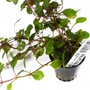 Ludwigia sp. Super Red (Корзина Ø 5,5 см)