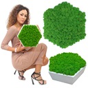 КАРТИНА МОХ в деревянной рамке ШЕСТИГРАННИК мох хроботек ЖИВАЯ КАРТИНА ручной работы