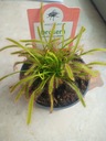 Drosera Capensis, насекомоядная росянка, поедающая капских мух.