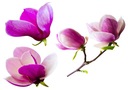 TAPETA flizelinowa Kwiaty magnolii - 208x146