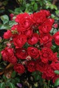 Krycia ruža MINIATÚRNA ČERVENÁ krásny koberec z kvetov SADENICE Latinský názov rosa