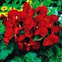 Begonia Multiflora Red 1 шт Бегонии Рассада Рассада Клубни