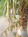 Exotické semená Palmy Washingtonia robusta Palma Washingtonia odolná veľkosť topánok tety Klotky 1 ks