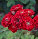 Krycia ruža MINIATÚRNA ČERVENÁ krásny koberec z kvetov SADENICE Výrobca inna