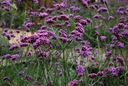 VERBENA PATAGONSKÁ - ARGENTINSKÁ (VERBENA BONARIENSIS) SEMENÁ 100 ks Cyklus vývoja rastlín viacročné