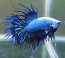 Bojownik wspaniały strzępiasty NIEBIESKI - Betta Wielkość minimalna 4 cm