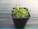 SEDUM ACRE SEDUM ACRE ПОсев P9 ROCKEY