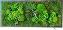 Настенное панно из мха, смесь мха хроботек, 100х100см